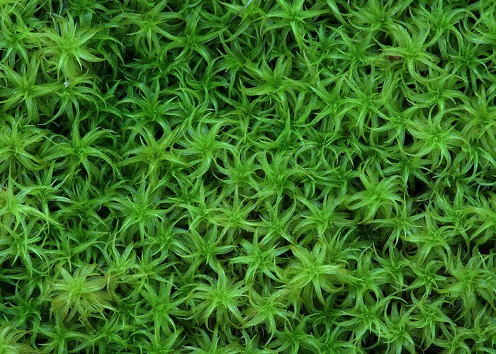 Atrichum Sp. Greeting Card featuring the photograph Moss by Daniel Reed