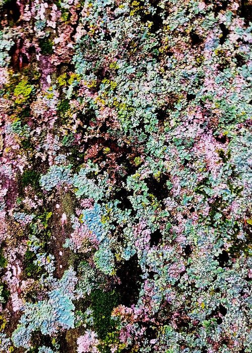 Moss Nature Pink Green Greeting Card featuring the photograph Moss Lichen by J Michael Bragg Photography  