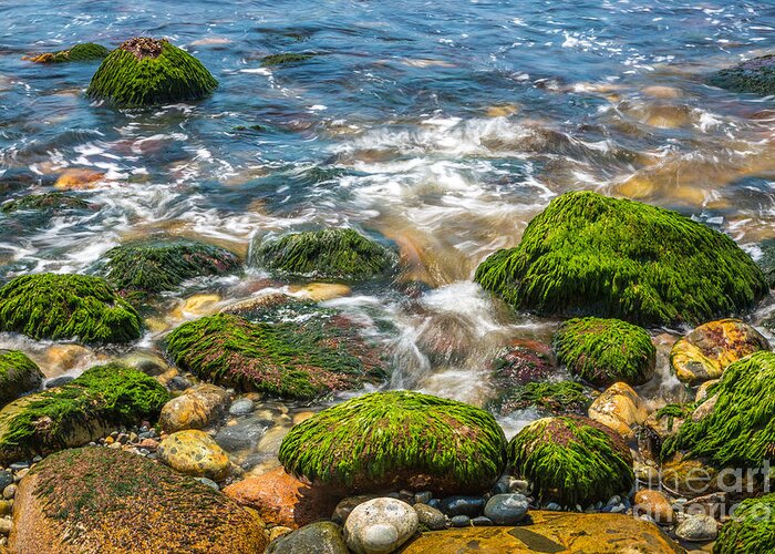 Acadia National Park Greeting Card featuring the photograph Mossy Rocks on Hunters Beach in Acadia by Susan Cole Kelly