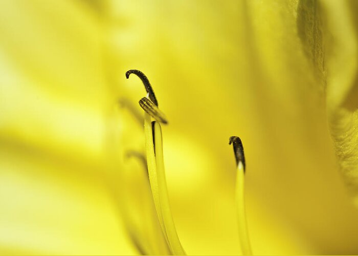 Close-ups Greeting Card featuring the photograph Mostly Yellow by Donald Brown