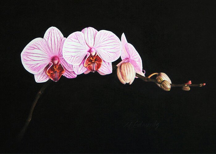 Moth Orchid Greeting Card featuring the drawing Moth Orchid by Marna Edwards Flavell