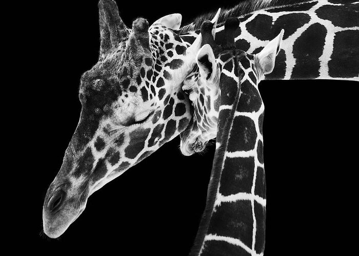 3scape Photos Greeting Card featuring the photograph Mother and Baby Giraffe by Adam Romanowicz