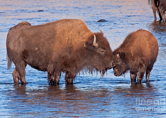 Autumn Greeting Card featuring the photograph Mother and Calf Bison in the Lamar River in Yellowstone National Park by Fred Stearns