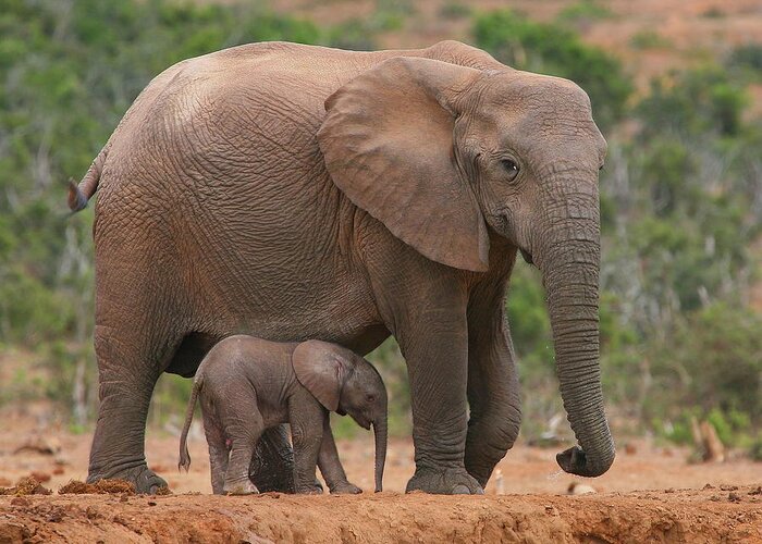 Elephant Greeting Card featuring the photograph Mother and Calf by Bruce J Robinson