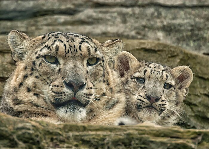Marwell Greeting Card featuring the photograph Mother and cub by Chris Boulton