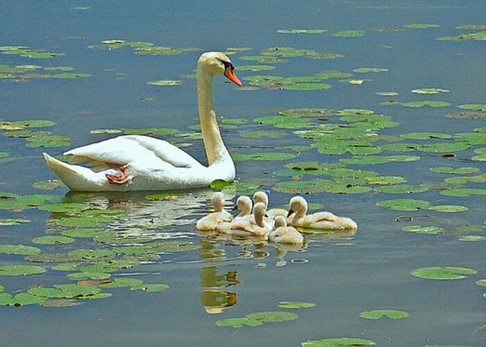 Swan Greeting Card featuring the photograph Mother and Cygnets by Ann Horn