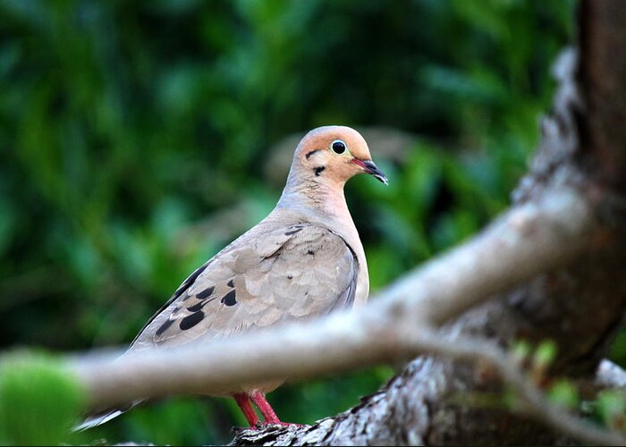 Mourning Dove Greeting Card featuring the photograph Mother Mourning Dove by Mary Beth Landis