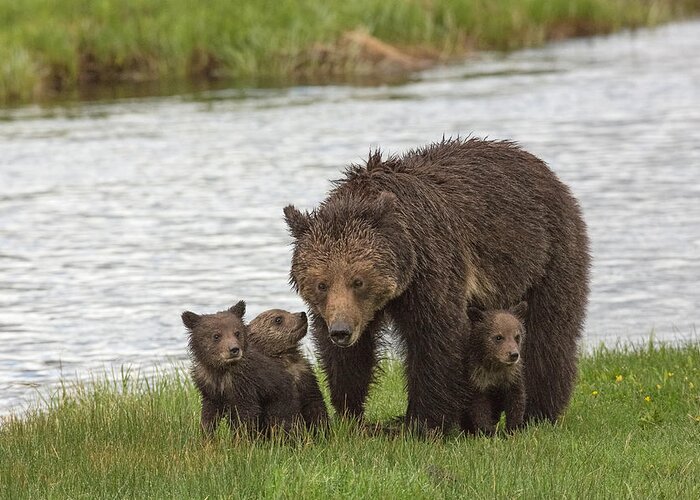 Grizzly Bear Greeting Card featuring the photograph Mother's Day by Sandy Sisti