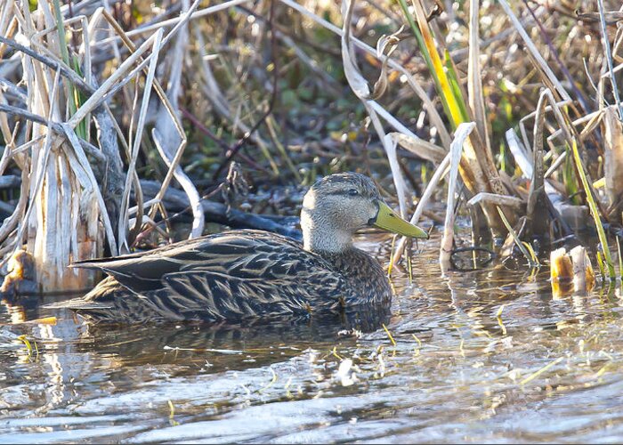 Mottled Duck Greeting Card featuring the photograph Mottled by Jim E Johnson