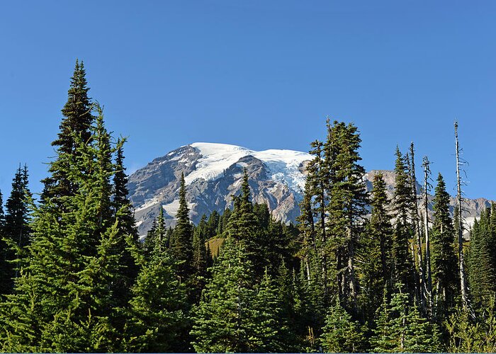 Fall Greeting Card featuring the photograph Mount Rainier Evergreens by Anthony Baatz