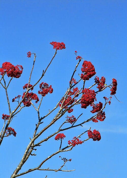Mountain Greeting Card featuring the photograph Mountain Ash and Blue Sky by Gregory Scott