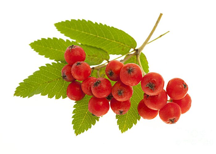 Berries Greeting Card featuring the photograph Mountain ash berries 3 by Elena Elisseeva