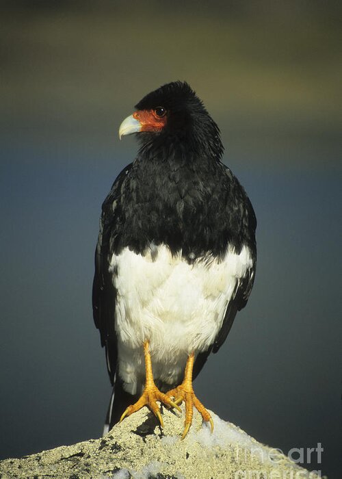 Birds Greeting Card featuring the photograph Mountain caracara by James Brunker