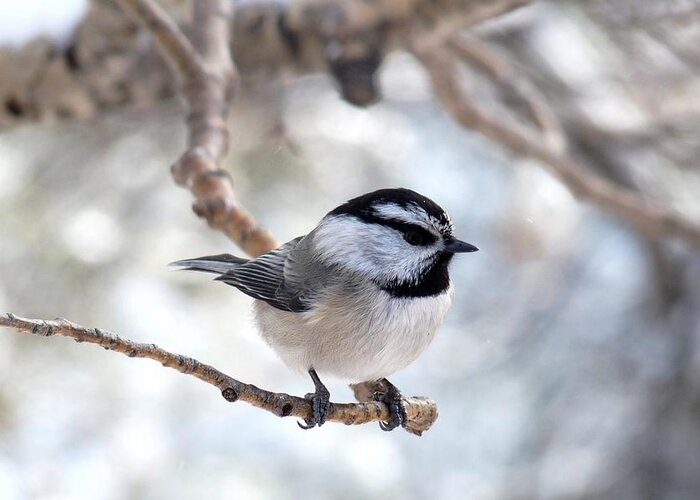 Colorado Greeting Card featuring the photograph Mountain Chickadee on Branch by Marilyn Burton