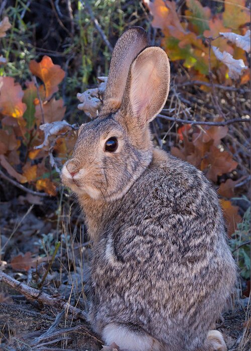 Cottontail Greeting Card featuring the photograph Mountain Cottontail Bunny by Kathleen Bishop