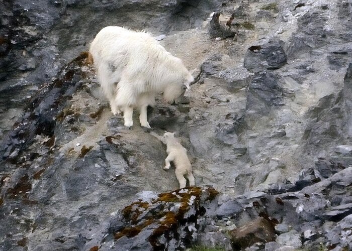 Bovidae Greeting Card featuring the photograph Mountain Goat Mother Encouraging the Kid by Tom Wurl