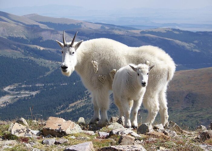 Mountain Greeting Card featuring the photograph Mountain Goats - Quandary Peak by Aaron Spong