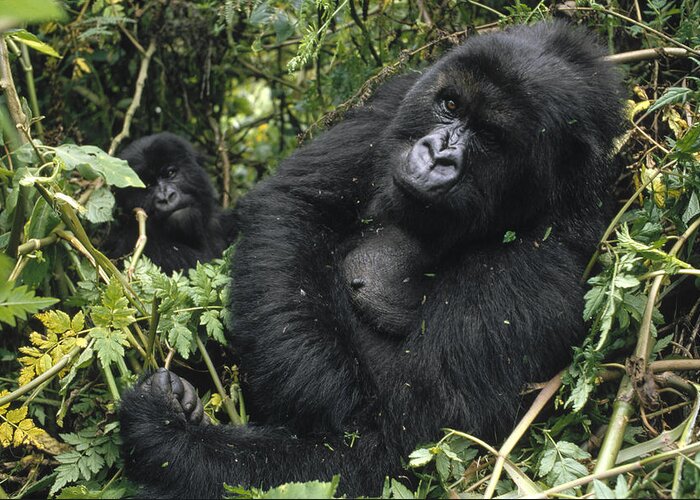 Feb0514 Greeting Card featuring the photograph Mountain Gorilla Female Virunga Mts by Gerry Ellis