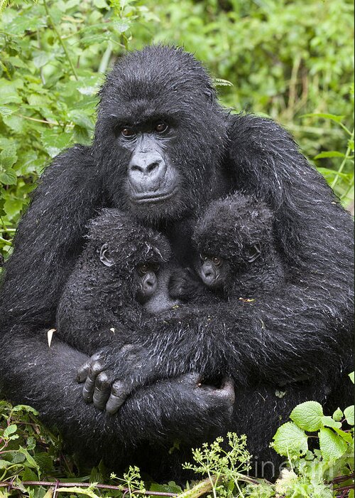 Feb0514 Greeting Card featuring the photograph Mountain Gorilla Mother And Twins by Suzi Eszterhas