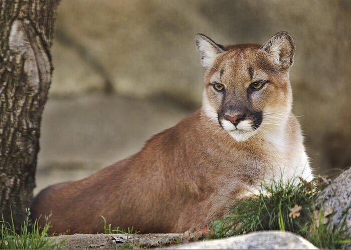 Animal Greeting Card featuring the photograph Mountain Lion by Brian Cross