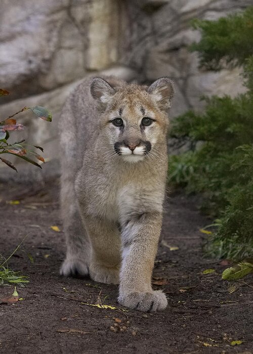 Feb0514 Greeting Card featuring the photograph Mountain Lion Cub Walking by San Diego Zoo