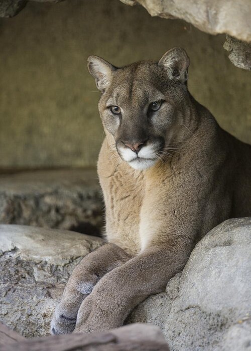 San Diego Zoo Greeting Card featuring the photograph Mountain Lion by San Diego Zoo