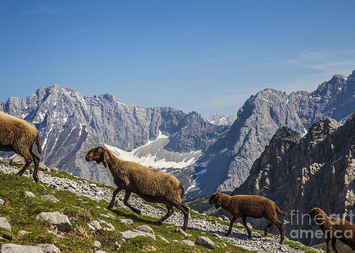 Mountains Greeting Card featuring the photograph Mountain sheep by Fabian Roessler