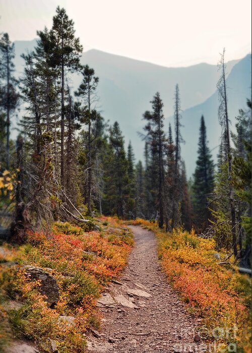 Trail Greeting Card featuring the photograph Mountain Trail by Jill Battaglia