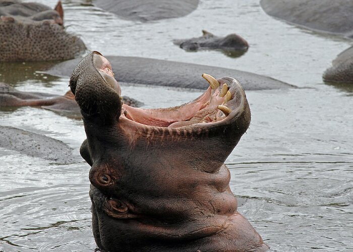Hippo Greeting Card featuring the photograph Mouth wide open by Tony Murtagh
