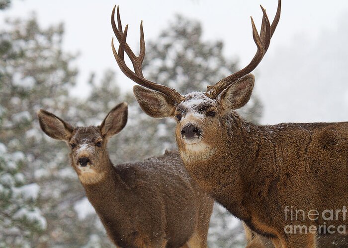Mule Deer Greeting Card featuring the photograph Mr. and Mrs. by Jim Garrison