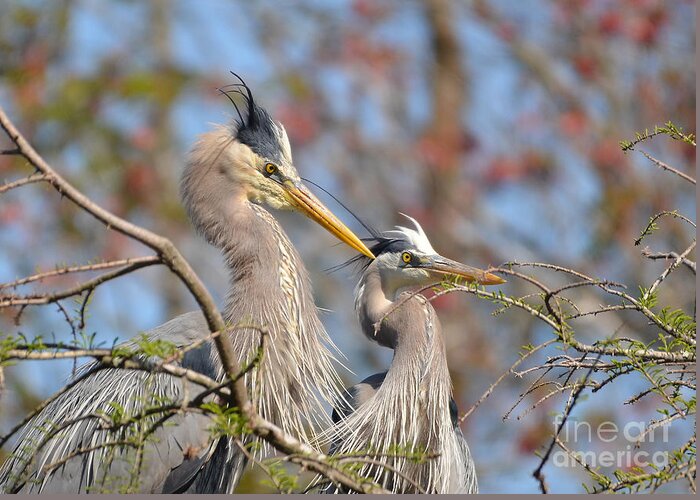 Heron Greeting Card featuring the photograph Mr. And Mrs. by Kathy Baccari