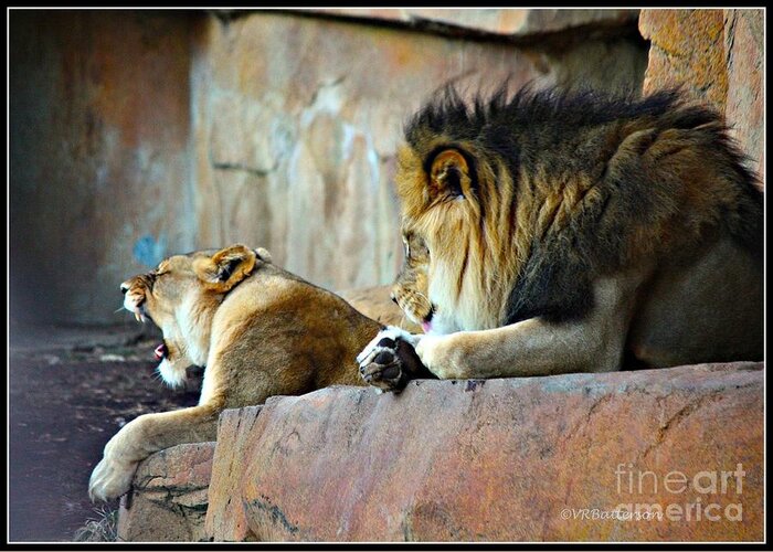 Lions Greeting Card featuring the photograph Mr and Mrs by Veronica Batterson