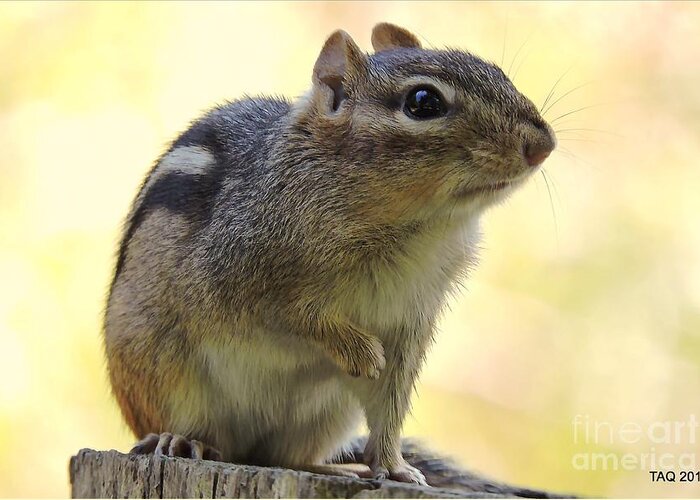Chipmunk Greeting Card featuring the photograph Mr. Chips by Tami Quigley