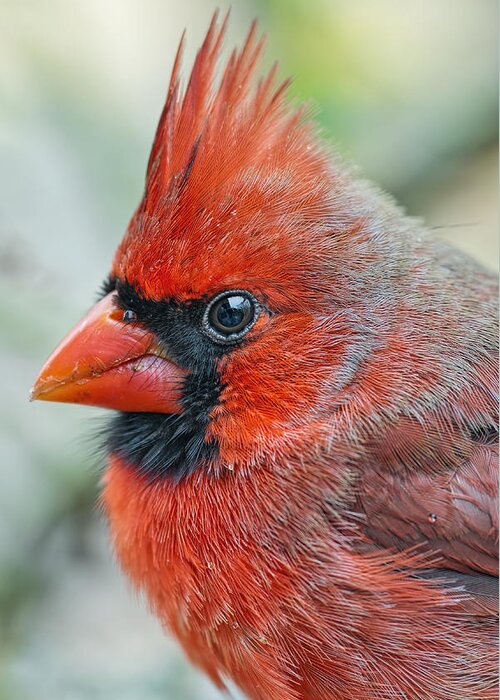 Male Northern Cardinal Greeting Card featuring the photograph Mr. Red Chili Pepper by Bonnie Barry