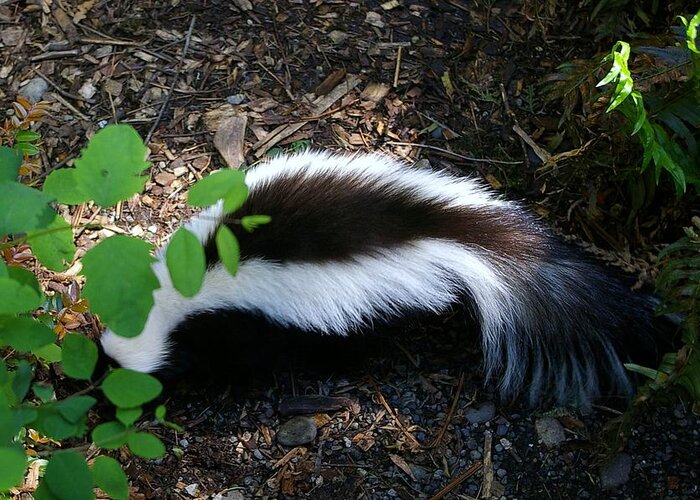 Skunk Greeting Card featuring the photograph Mr Stinky by Jeff Swan