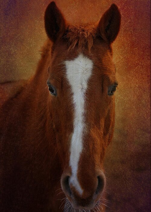 Horse Greeting Card featuring the photograph Mr. Whiskers by Liz Mackney