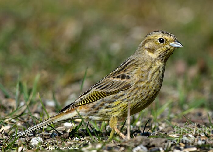 Mrs Yellowhammer Greeting Card featuring the photograph Mrs Yellowhammer by Torbjorn Swenelius