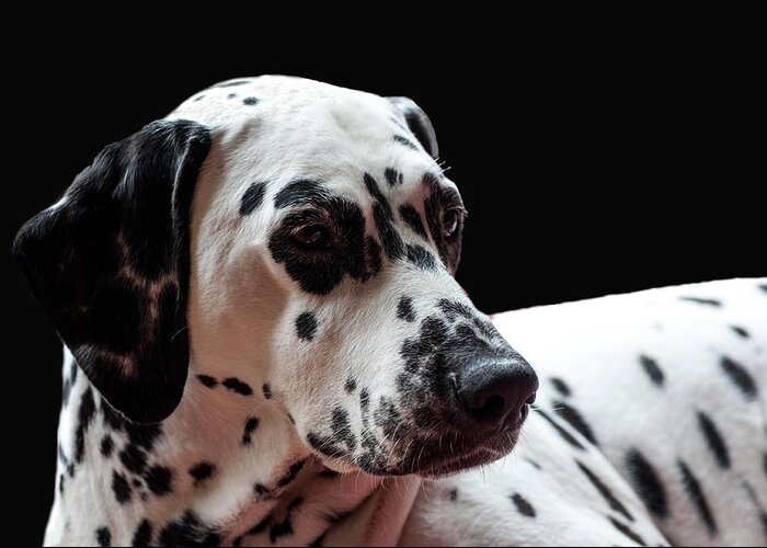 Dalmation Greeting Card featuring the photograph Ms Elegance. Kokkie. Dalmation Dog by Jenny Rainbow