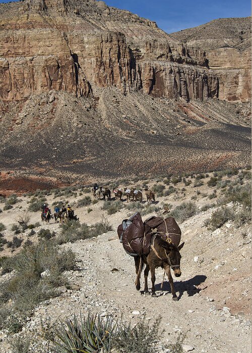 Grand Canyon Greeting Card featuring the photograph Mule Pack Train, Grand Canyon by Mark Newman