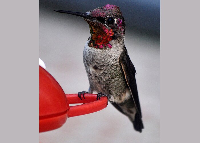 Hummingbird Greeting Card featuring the photograph Multi Colored Hummingbird Male Anna by Jay Milo