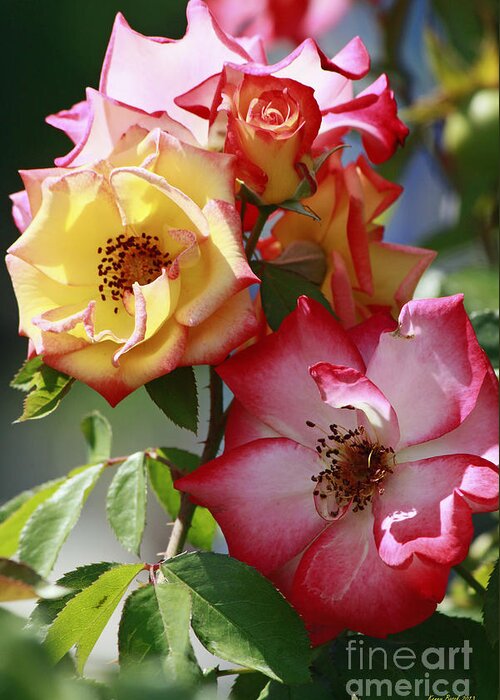 September 1 Greeting Card featuring the photograph Multi-Colored Roses by Kenny Bosak