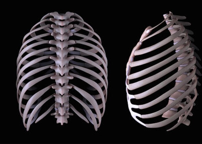 Anatomical Model Greeting Card featuring the photograph Multiple View Of The Rib Cage by Science Picture Co