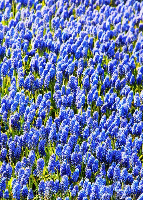 Muscari Greeting Card featuring the photograph Muscari Early Magic by Jasna Buncic