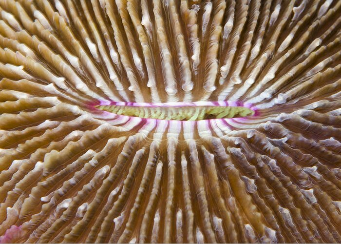 Pete Oxford Greeting Card featuring the photograph Mushroom Coral Fiji by Pete Oxford