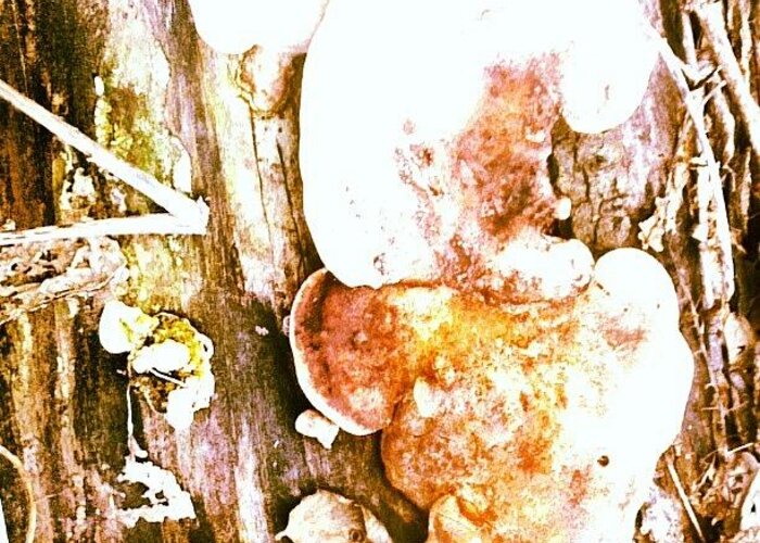 Mushroom Greeting Card featuring the photograph Mushroom Fungii by Genevieve Esson