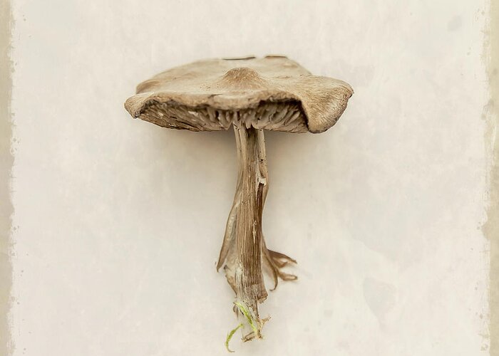 Square Greeting Card featuring the photograph Mushroom by Lucid Mood