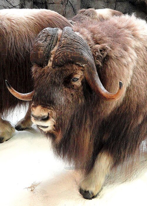 Muskox Greeting Card featuring the photograph Muskox by Mary Beth Landis