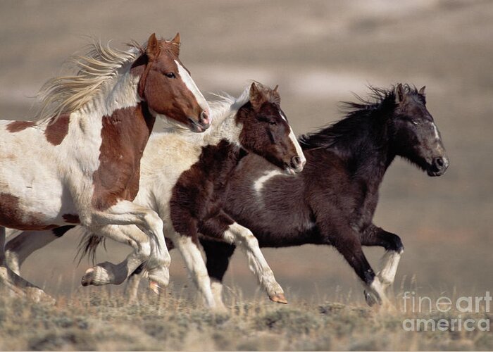 00340036 Greeting Card featuring the photograph Mustang Bachelor Stallions by Yva Momatiuk John Eastcott