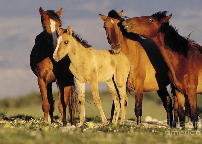 00340031 Greeting Card featuring the photograph Mustang Family Band Montana by Yva Momatiuk John Eastcott