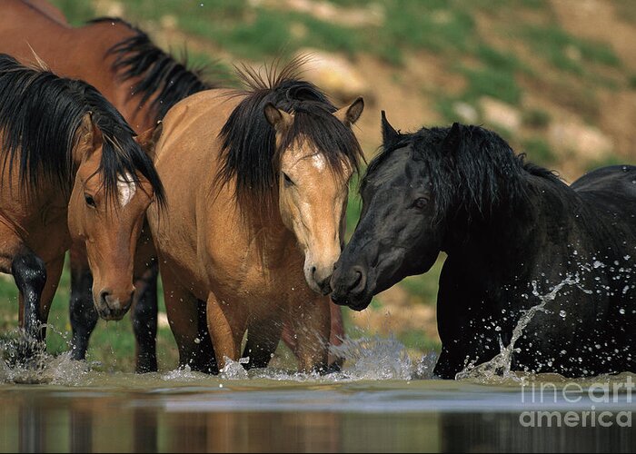 00340043 Greeting Card featuring the photograph Mustangs At Waterhole In Summer by Yva Momatiuk and John Eastcott